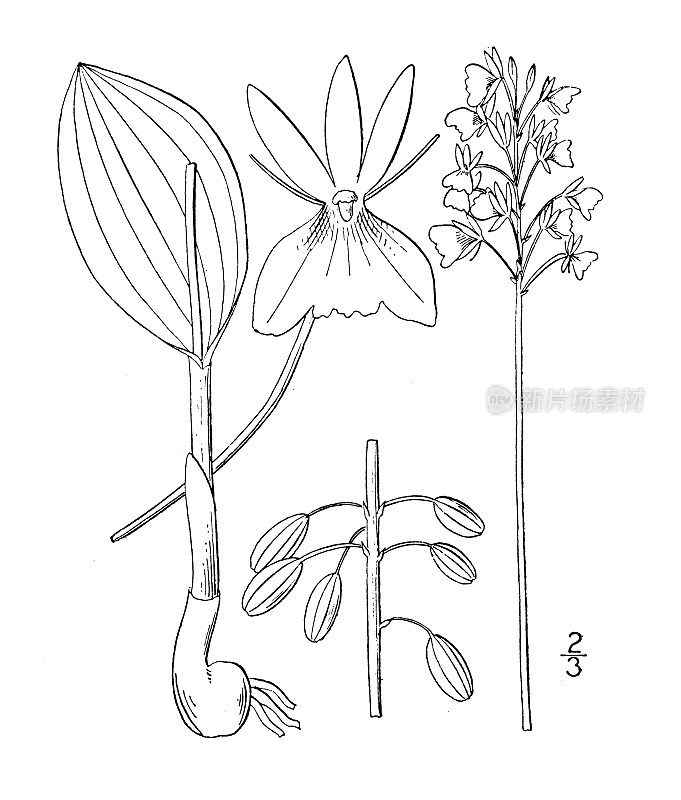 古植物学植物插图:无花Achroanthes uniifolia，绿蝰蛇的嘴